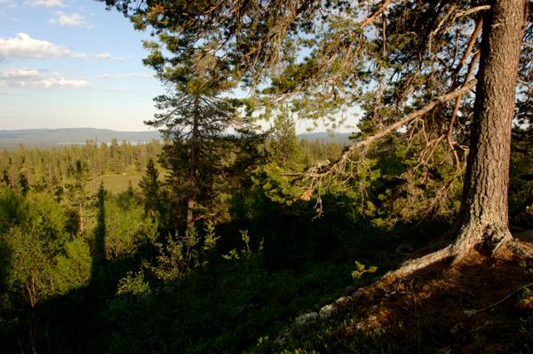 Naturvernforbundet krever at det blir satt ned forbud om hogst av all naturskog mens Miljødirektoratet jobber med å lage et skogkart. Bildet er tatt fra Mårlia ved Halvfaråsen i Telemark. Foto: NTB