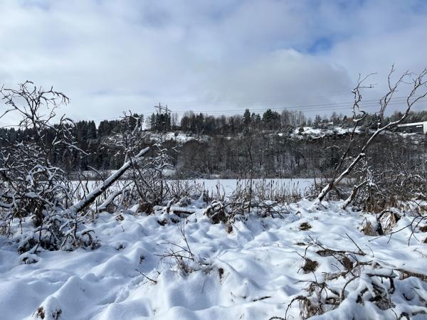 Naboer til Gjersrudtjern er bekymret over vegetasjon og trær som dør ved vannet. Tjernet ligger sør for Åsland som har vært anleggsområde for Follobanen. Foto: Frode Aga