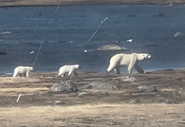 Denne isbjørnfamilien ble nylig sett og fotografert på tur ved Isfjord Radio. Foto: Privat