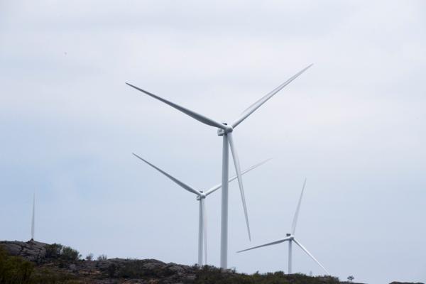 Kraftselskapet Aneo trekker sine planer om utbygging av vindkraft på Fosen av hensyn til reindriftsnæringen. Foto: Terje Pedersen / NTB