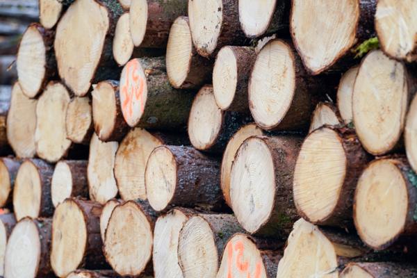 Prisene på tømmer begynte å øke i 2022 og har fortsatt å øke i år. Foto: Terje Pedersen / NTB