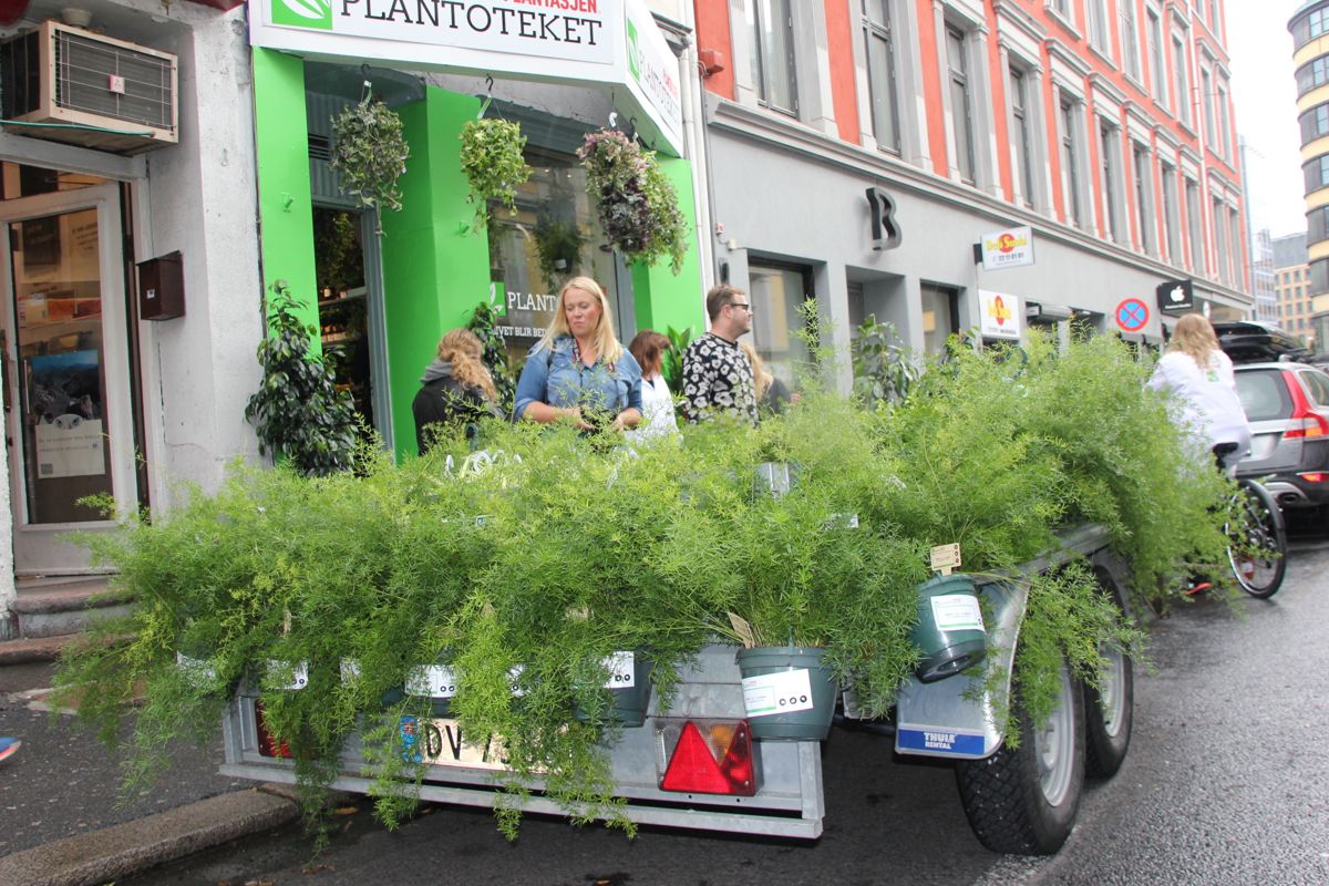 Grønne planter er ikke bare en trend, men kan bidra til bedre innemiljø og helse. På det nyåpnede Plantoteket i Oslo sentrum kunne publikum få med med en plante på grønn resept. (Foto: Svanhild Blakstad)