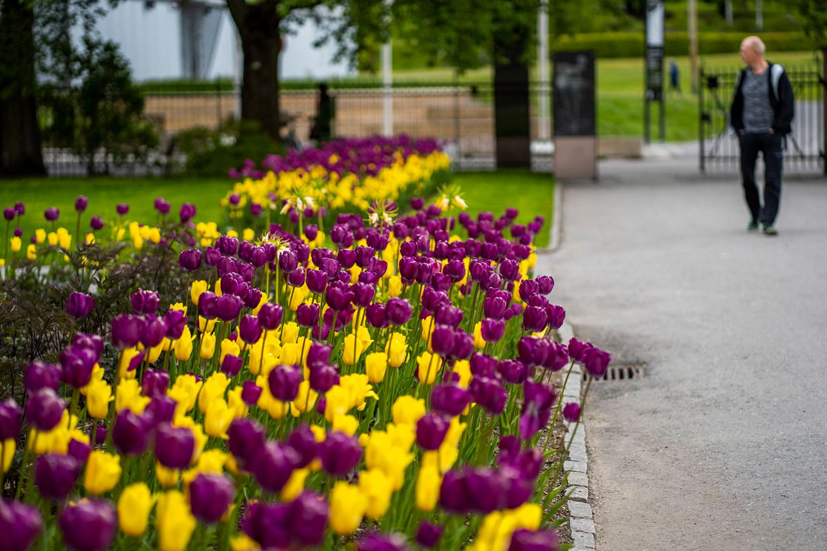 Etter å ha vært koronastengt åpnet Botanisk hage i Oslo mandag portene for publikum. Foto: Håkon Mosvold Larsen / NTB scanpix