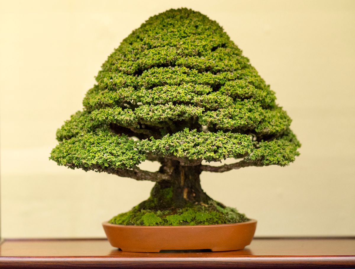 Bonsai er kunsten å dyrke miniatyrtrær i potte. (Foto: Hageland Foss)