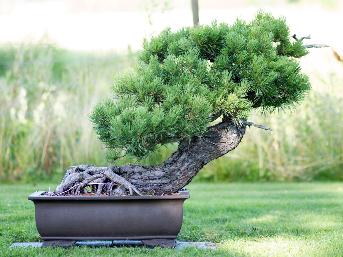 Bonsai er kunsten å dyrke miniatyrtrær i potte. (Foto: Hageland Foss)