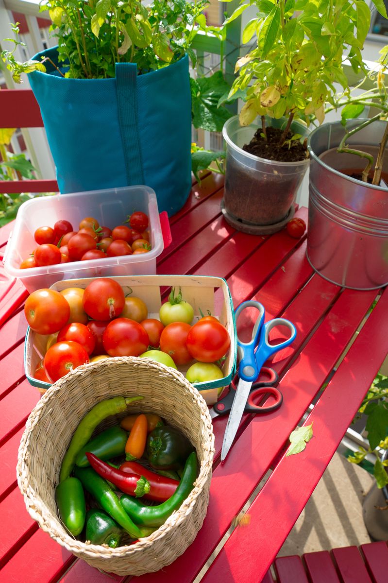 - Det er noe eget ved å nyte selvdyrkede grønnsaker, og tomater er enkle å få til, sier bydyrker og forfatter Helene Gallis. Foto: Monica Løvdahl