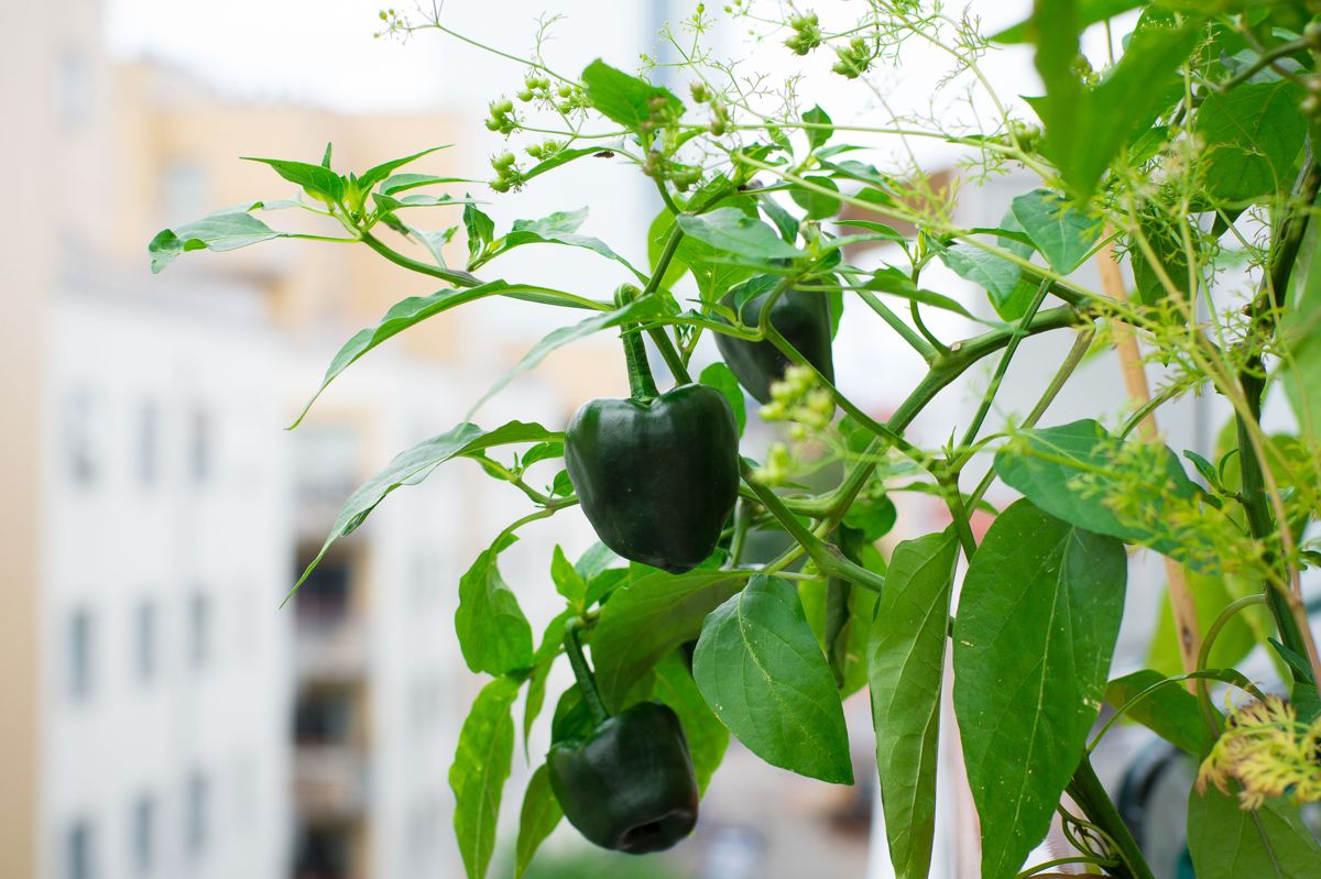 Helene Gallis er selvforsynt gjennom sesongen med tomater og chili. Foto: Monica Løvdahl