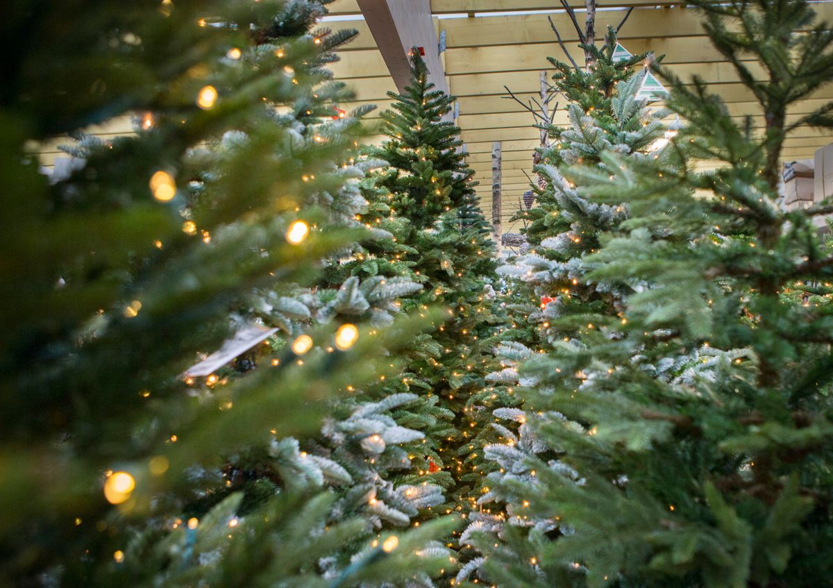 Hos Hageland på Kråkstad har de flere juletre-varianter i alle prisklasser. Foto: Torstein Bøe / NTB scanpix