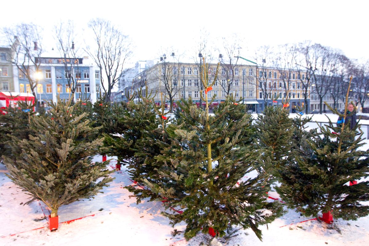 Juletresalg i Oslo sentrum. Foto: Morten Holm / Scanpix