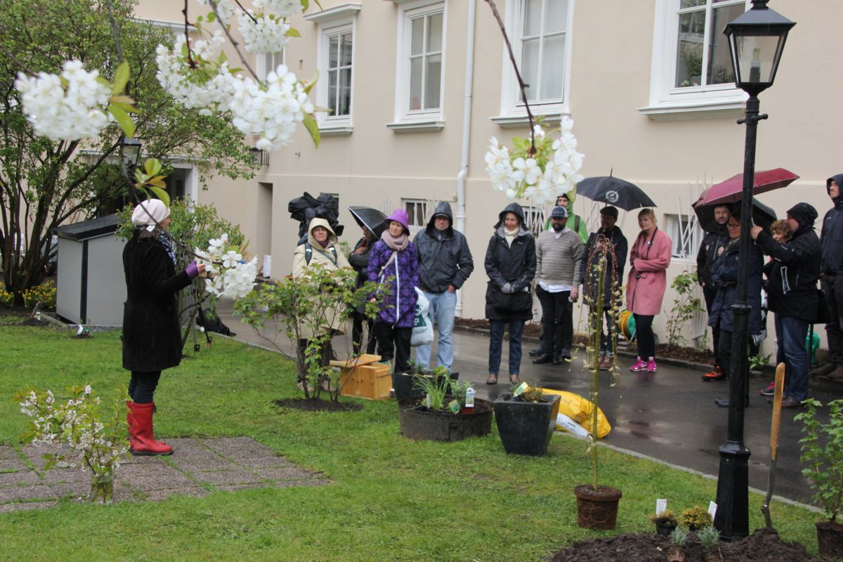 Kampanjen Summende hager er et samarbeid mellom Hageselskapet og Miljødirektoratet for å redde humla. Foto: Svanhild Blakstad