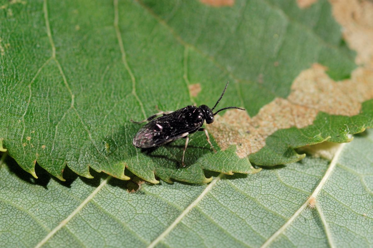 <p>Bladverket på lindetrær kan angripes av bladvepslarver av arten Caliroa annulipes. Denne bladvepsen er relativt vanlig i Midt og Sør-Europa, og kan gjøre stor skade på lind og eik i herjingsår.<br></p> Foto: Foto: Erling Fløistad