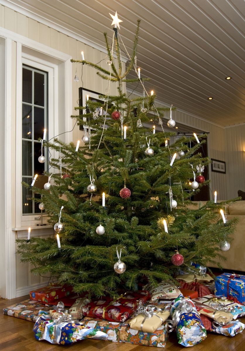 Ekte tre er kanskje førstevalg i stua til jul, mens mange supplerer med juletre i plast utendørs, i gangen på barnerommet eller på hytta. (Foto: Bjørn Sigurdsøn / NTB SCANPIX)