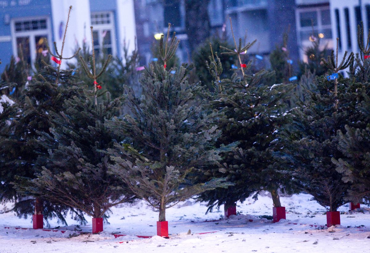 EKTE VARE: De ekte trærne har ikke lenger forrang som beste valg til juletre. (Foto: Morten Holm / NTB Scanpix)
