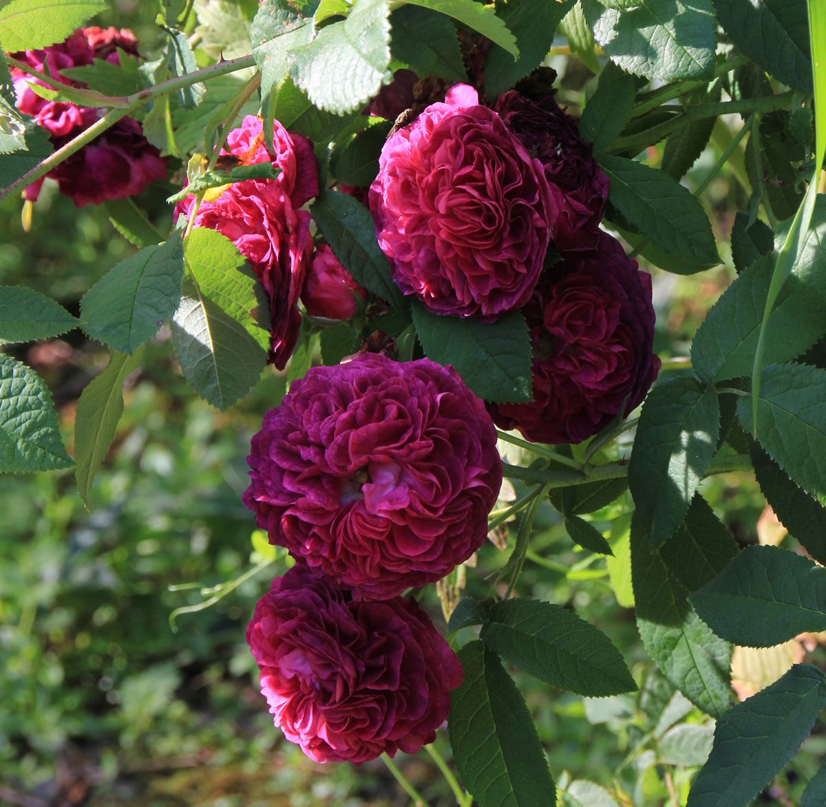 CHARLES DE MILLS: Rose med historisk sus og herlig duft. Blomstrer med et stort flor i juli. Foto: Foto: Toril Linnerud