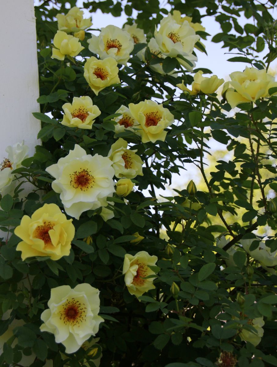 AÏCHA: Aïcha er et eksempel på en stor rosebusk som starter blomstringen tidligere enn de fleste andre roser og tåler skygge godt. Den er engangsblomstrende med et fantastisk blomsterflor som starter i første halvdel av juni og varer 3 – 4 uker. Foto: Foto: Toril Linnerud