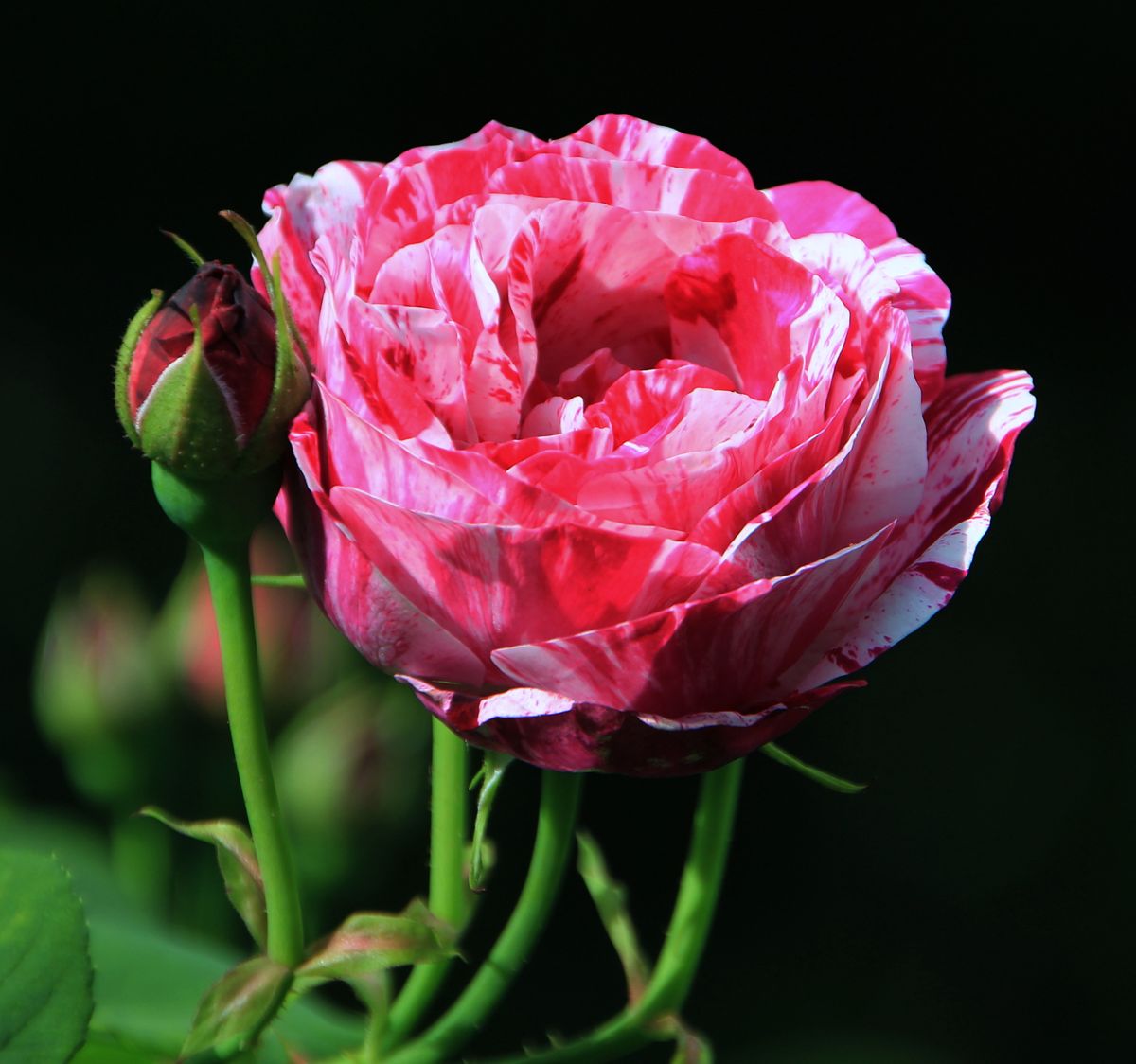 FERDINAND PICHARD: Det finnes mange forskjellige stripede roser. Ferdinand Pichard er en av de bedre og er en stor busk som gjenblomstrer og har en herlig duft. Foto: Foto: Toril Linnerud