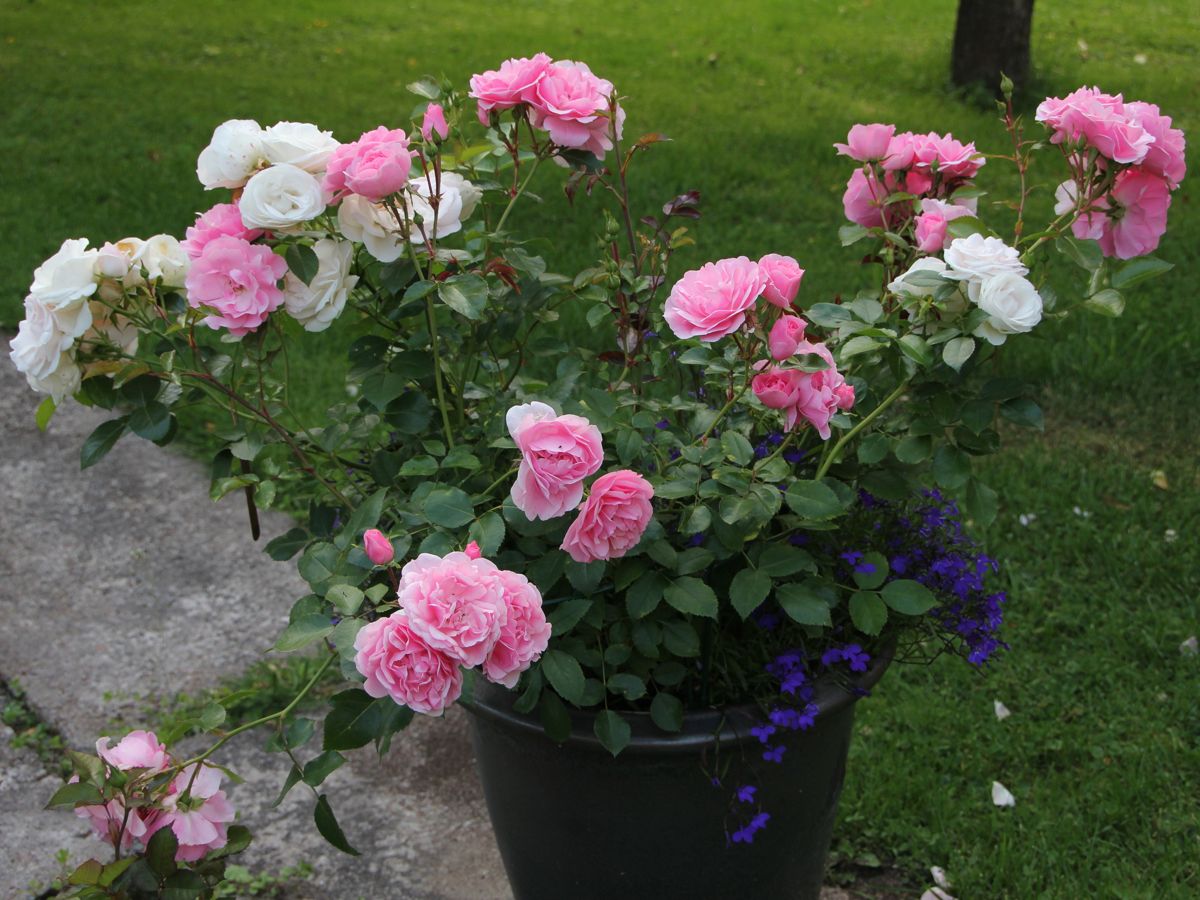 ASPIRIN OG BONICA: Dette er to gode, gjenblomstrende roser som gjerne kan benyttes i en potte på terrassen. Foto: Foto: Toril Linnerud