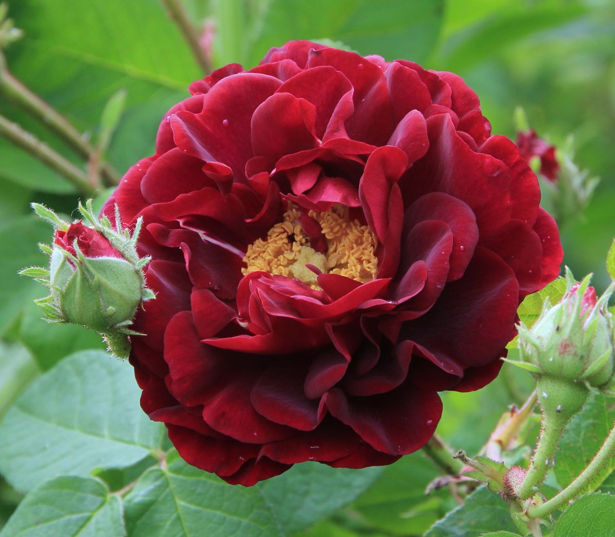 TUSCANY SUPERB: En rose med historisk sus, som blomstrer med et stort flor i juli. Foto: Foto: Toril Linnerud