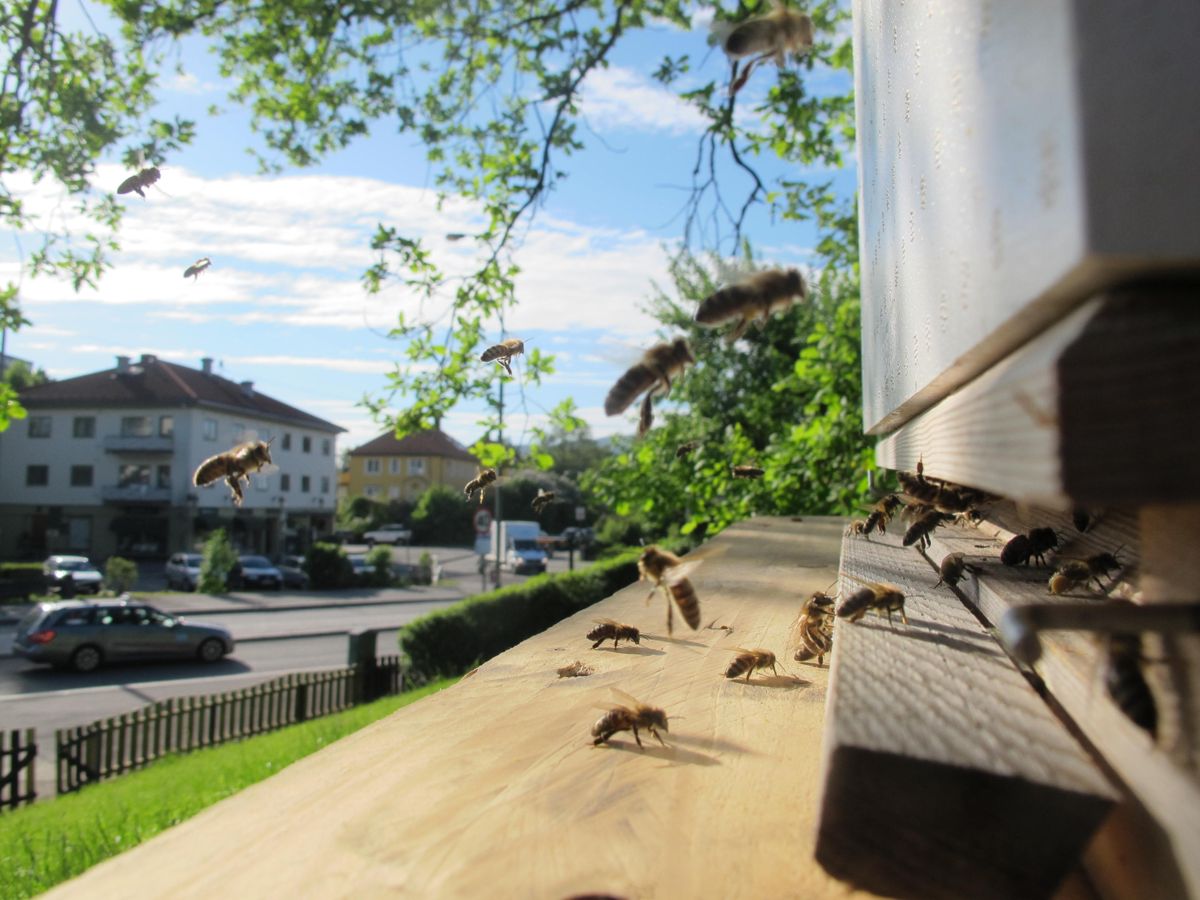 BYBIER: Biene surrer i Oslo sentrum, noe som gir liv i byen. (Foto: Roar Ree Kirkevold)