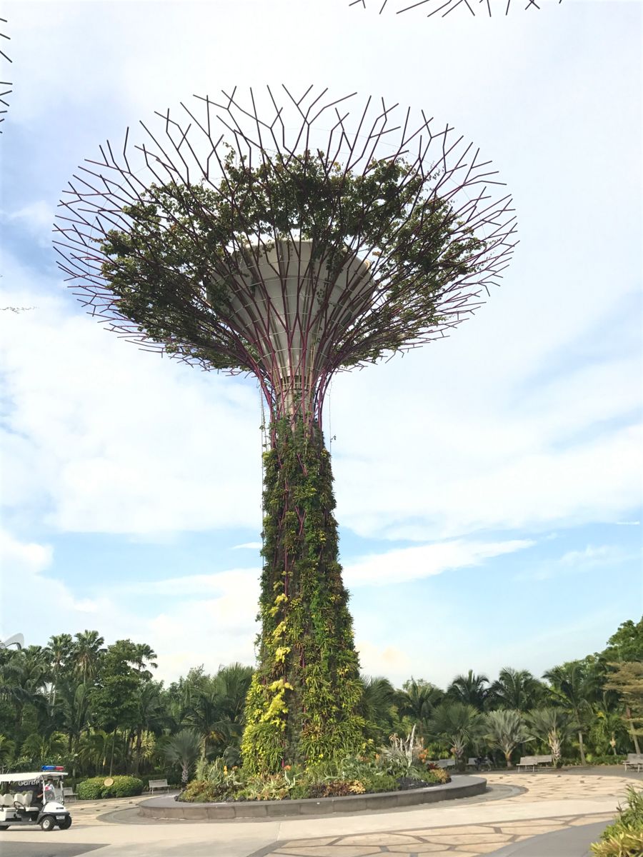 SUPERTREE: Disse trelignende vertikale hagene i Gardens by the Bay i Singapore er mellom 25 og 50 meter høye. Supertrærne er designet med store baldakiner som gir skygge om dagen og blir "levende" med visning av lys og lyd om natten. Foto: Svanhild Blakstad