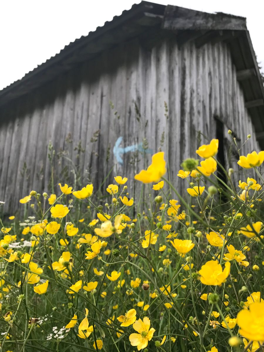 Smørblomster på Vensåsseter i Bærumsmarka. Foto: Svanhild Blakstad