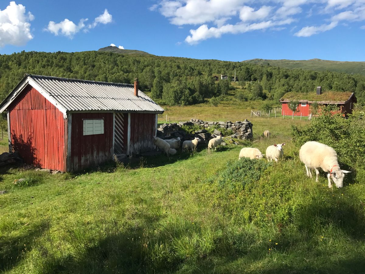 Seterliv på Indergårdssetra, sommer 2017. Foto: Svanhild Blakstad