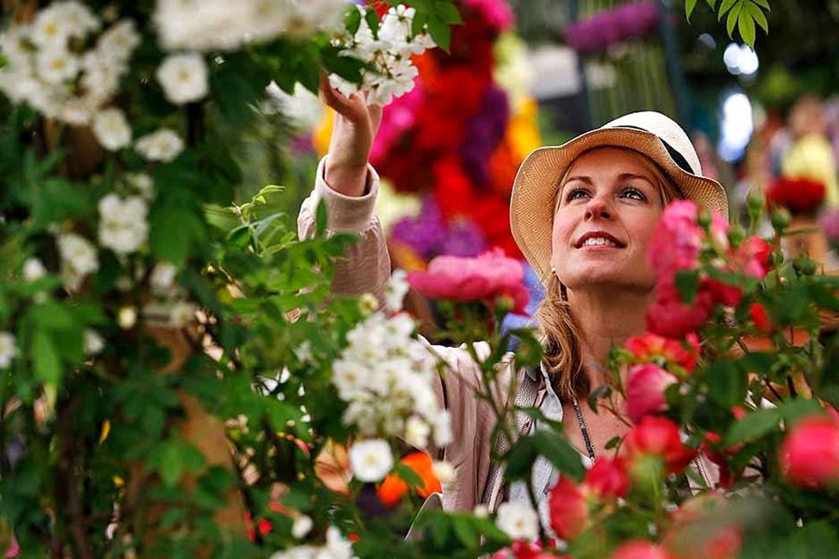Austen-roser fra Chelsea Flower Show 2017. Foto: RHS