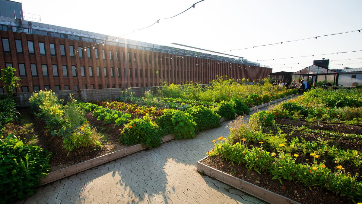 I 2014 ble Nordens første urbane taklandbruk ØsterGRO etablert i København, på taket av et gammelt industribygg. Nå kommer grunnleggerne til Norge for å dele sin kunnskap og sine erfaringer i en heldags faglig workshop i regi av Nabolagshager. Foto: Monica Løvdahl