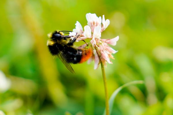 Humler er spesielt nyttige til pollinering av blomster der bier ikke strekker til. De fleste humlearter har så lang tunge at de kan nå ned gjennom for eksempel kløverblomstens kronrør, mens det bare er enkelte raser av honningbien som kan klare dette. Foto: Fredrik Hagen / NTB