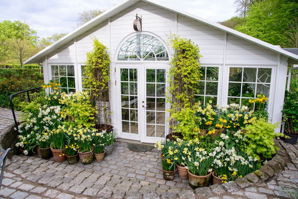 Vårlige krukker i hagen hos Claus Dalby i Risskov i Danmark. Foto: Klematis