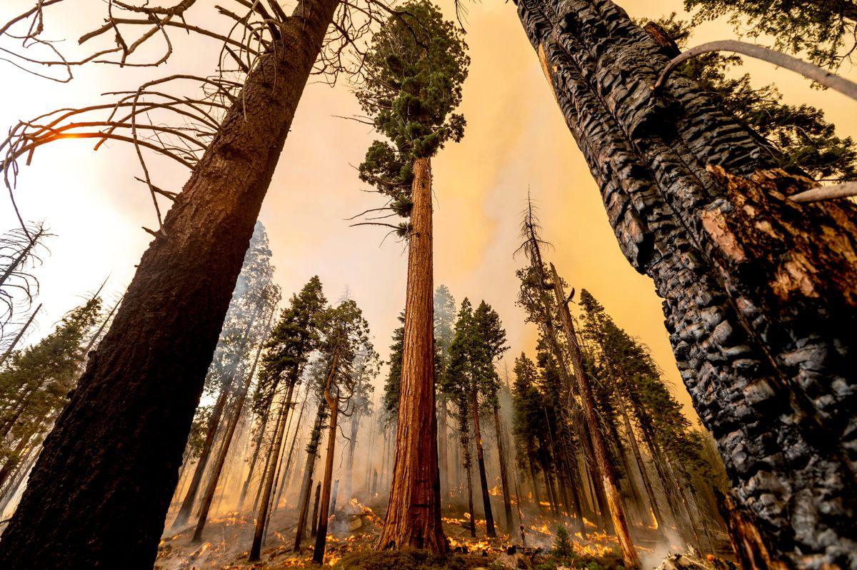 Skogbrannene har satt sine spor i Sequoia National Forest i California. Foto: Noah Berger / AP / NTB