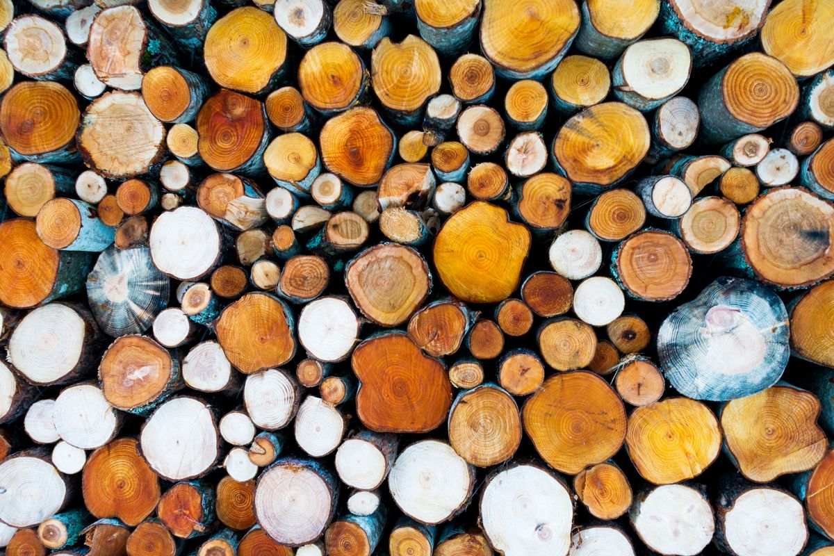 I alt solgte skogeierne 2,7 millioner kubikkmeter tømmer i tredje kvartal, en økning på 17 prosent. Illustrasjonsfoto: Gorm Kallestad / NTB