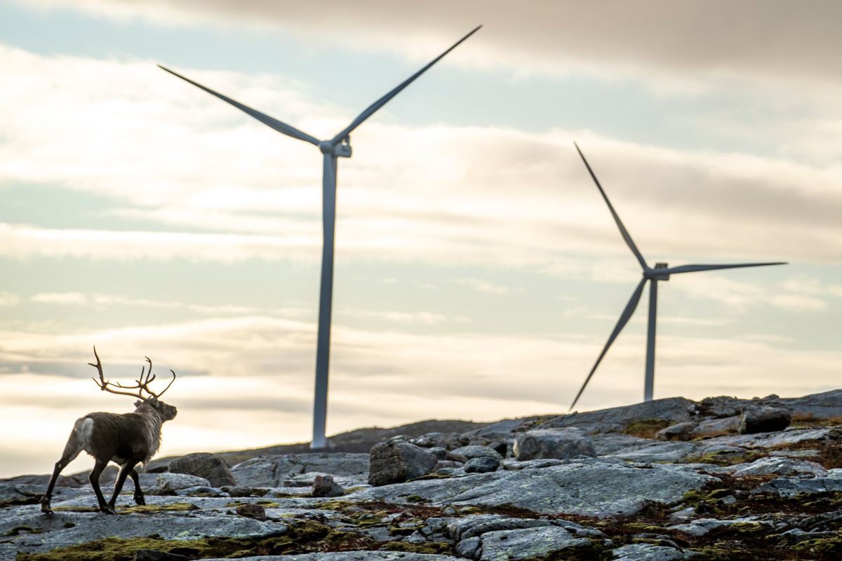 Reinsdyr vandrer rundt vindmøllene på Storheia vindpark, som er den største av vindparkene i porteføljen til Fosen Vind. I oktober konkluderte Høyesterett med at vindkraftverkene krenker reindriftssamenes rettigheter. Foto: Heiko Junge / NTB