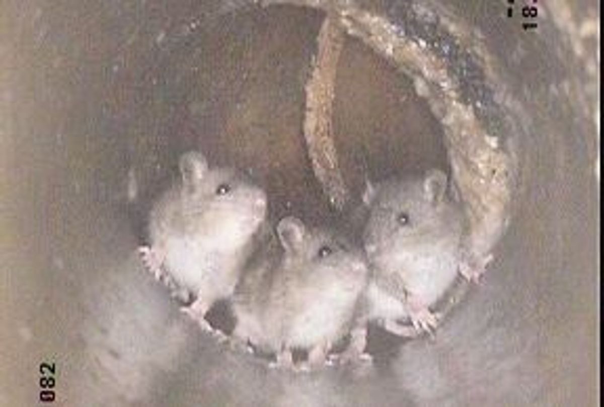 Rottene finner mat og næring i avløpssystemene under bakken. Disse rottene ble avbildet under en av VAVs rørinspeksjoner. Foto: VAV