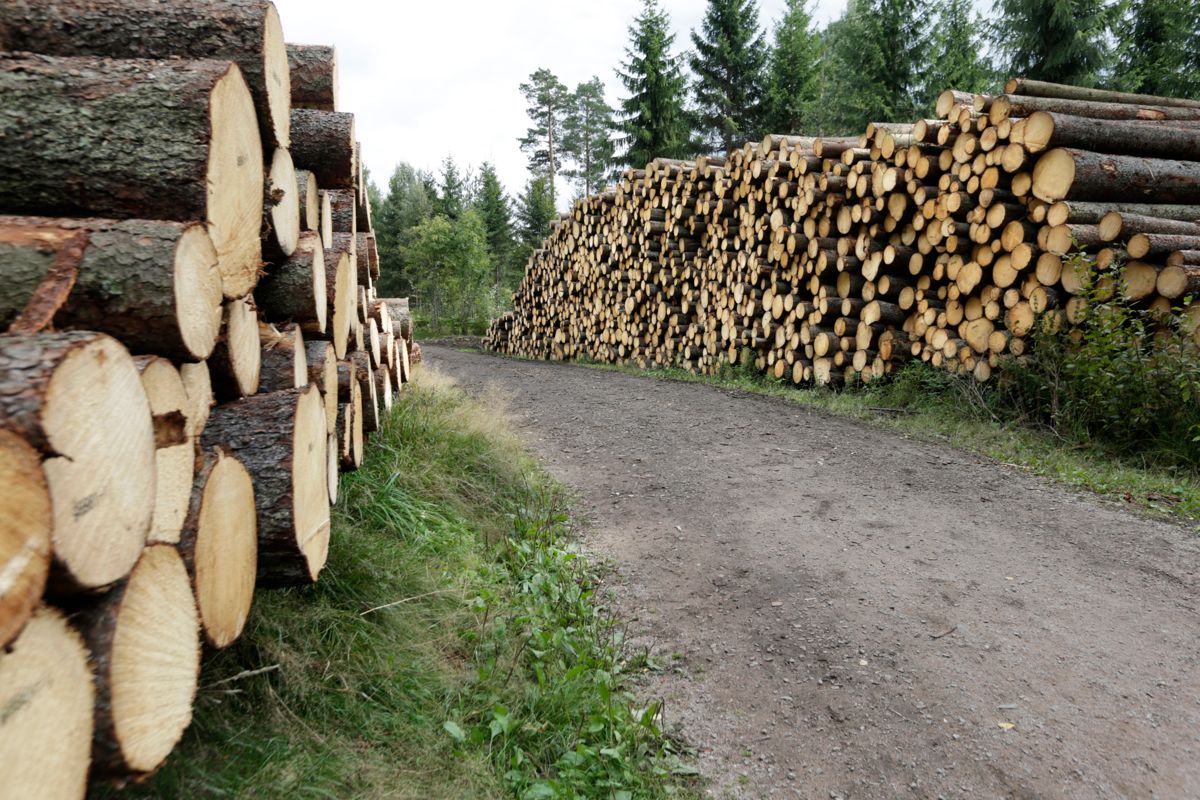Prisene på tømmer økte i andre kvartal. Foto: Vidar Ruud / NTB
