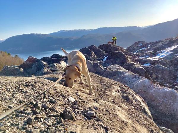 I 2021 luktet hundene i selskapet Eksplosivhund seg frem til over 500 kilo med gjenstående sprengstoff/forsagere. Foto: Vegar Falsten/Eksplosivhund.