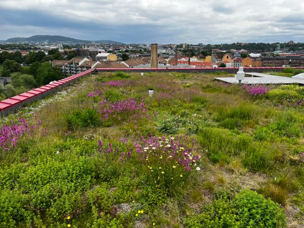 Blågrønne tak kan være et bidrag til naturmangfold i byene. Her er taket på Vega Scene i Oslo. Arkivfoto: Svanhild Blakstad