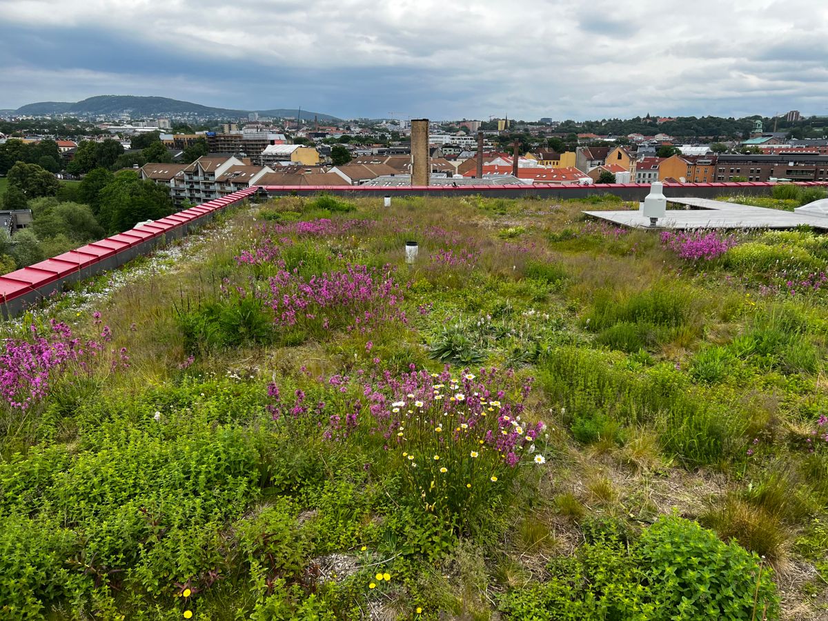 Blågrønne tak kan være et bidrag til naturmangfold i byene. Her er taket på Vega Scene i Oslo. Arkivfoto: Svanhild Blakstad