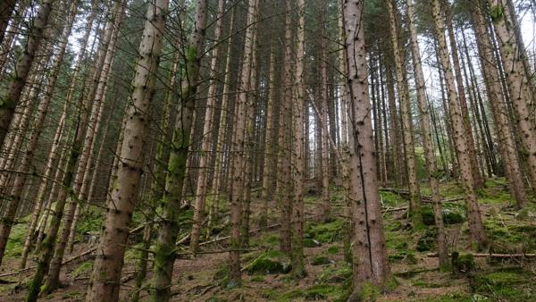 Måten Norge bruker skog på skaper problemer med våre klimaforpliktelser. Foto: Vidar Ruud / NTB