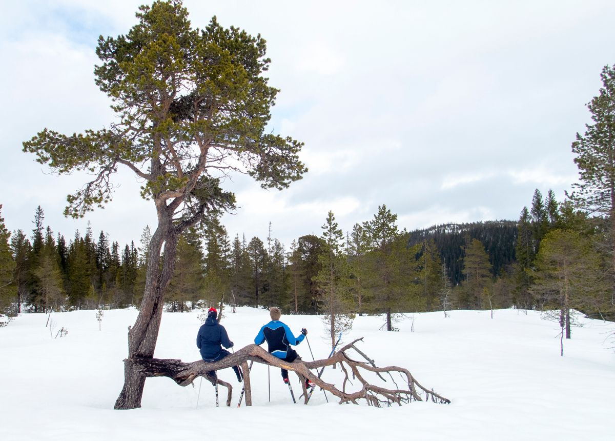 Skigåing, årstider og snørike vintre er blant de naturopplevelsene som betyr best for nordmenn.  Foto: Gorm Kallestad / NTB