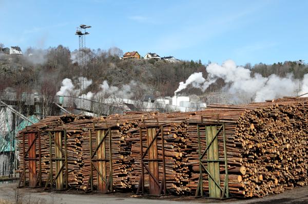 Prisen på norsk tømmer er høy og øker fortsatt. Så langt i år har det blitt hogd 5,9 millioner kubikkmeter tømmer i landet. Foto: Vidar Ruud / NTB