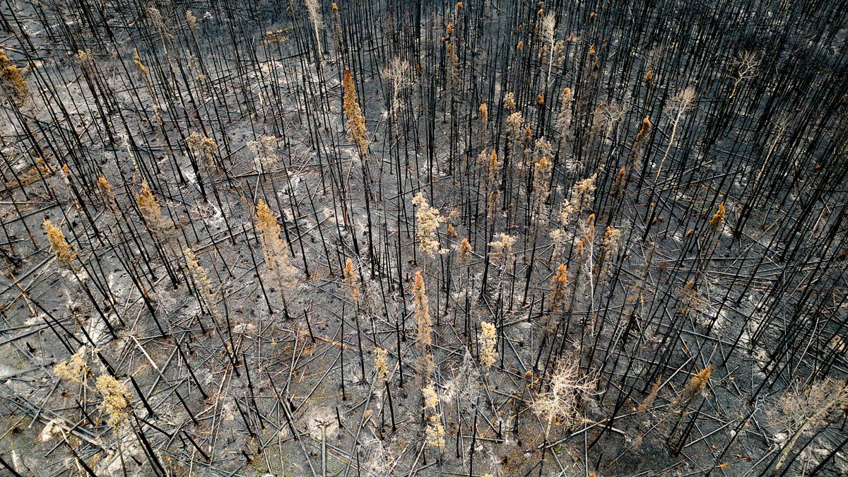 Forkullede trær i Donnie Creek viser effekten skogbranner har hatt i området. Landområder som er nesten like store som Portugal har blitt omgjort til aske. Foto: Noah Berger / AP / NTB
