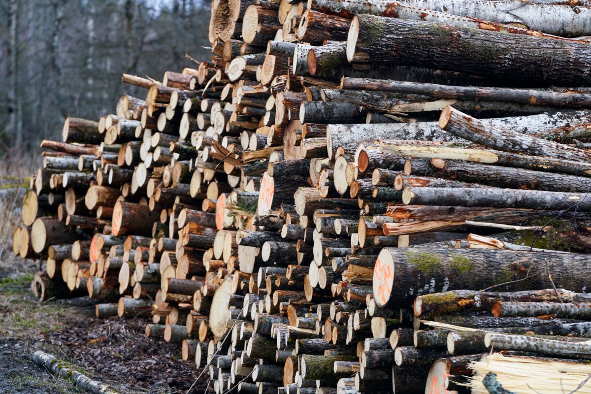 Tømmerprisen har steget 95 kroner på ett år. Snittprisen per kubikkmeter tømmer var i første kvartal 619 kroner per kubikkmeter. Foto: Terje Pedersen / NTB