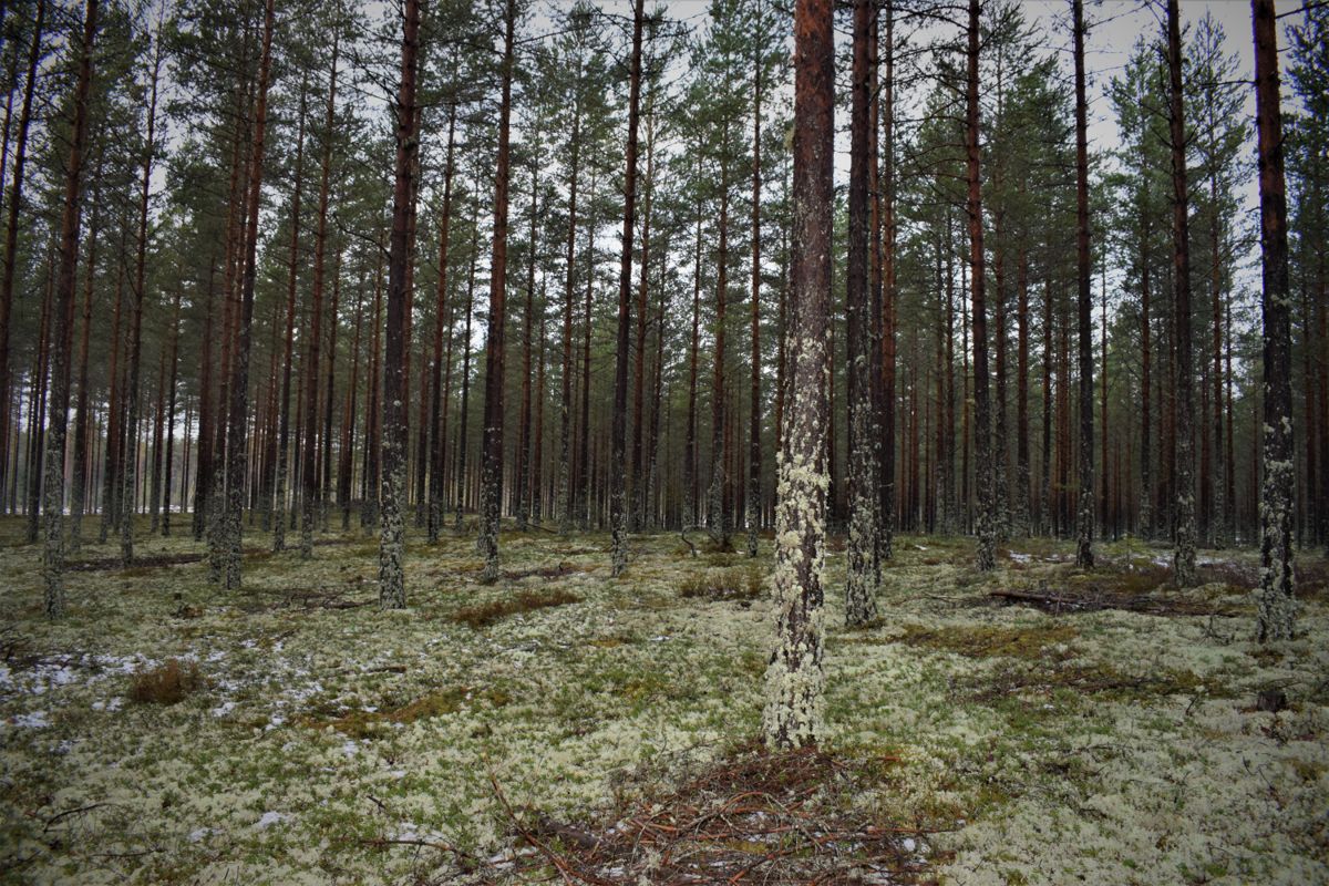 I 80 år har Eidskog kommune forpliktet seg til å betale over 12 millioner kroner for å leie denne skogen ved svenskegrensa. Foto: Thoms Frigård
