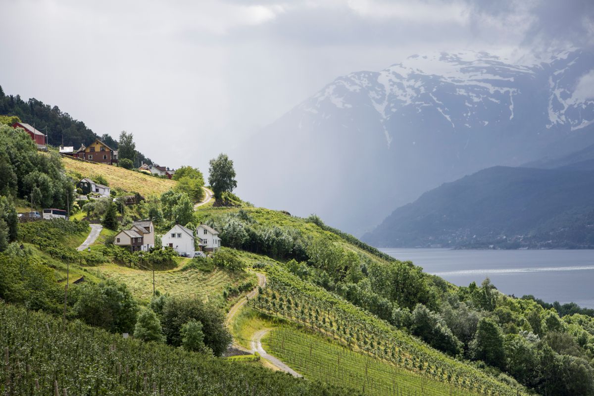 Odda, Jondal og Ullensvang skal slås sammen til nye Ullensvang kommune. Nå har Frps ordførerkandidat i den nye kommunen trukket seg. Foto: NTB scanpix