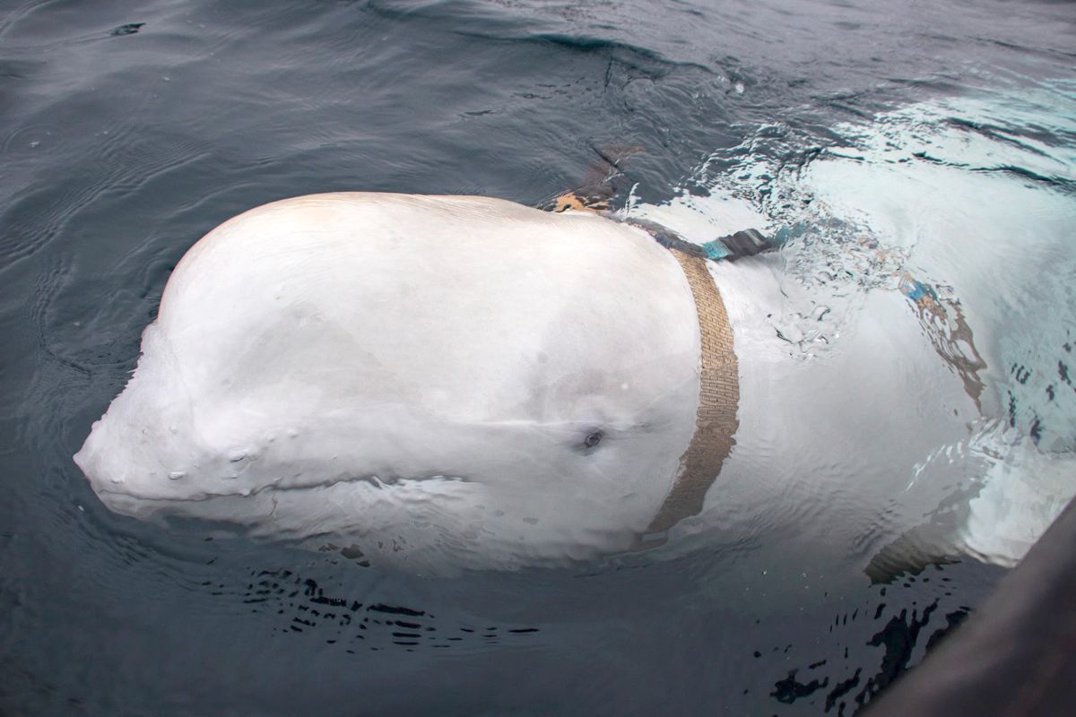 Havforskningsinstituttet anbefaler at hvithvalen i Hammerfest blir fôret dersom den ikke tar til seg mat på egen hånd. Foto: Jørgen Ree Wiig / Fiskeridirektoratet / NTB scanpix