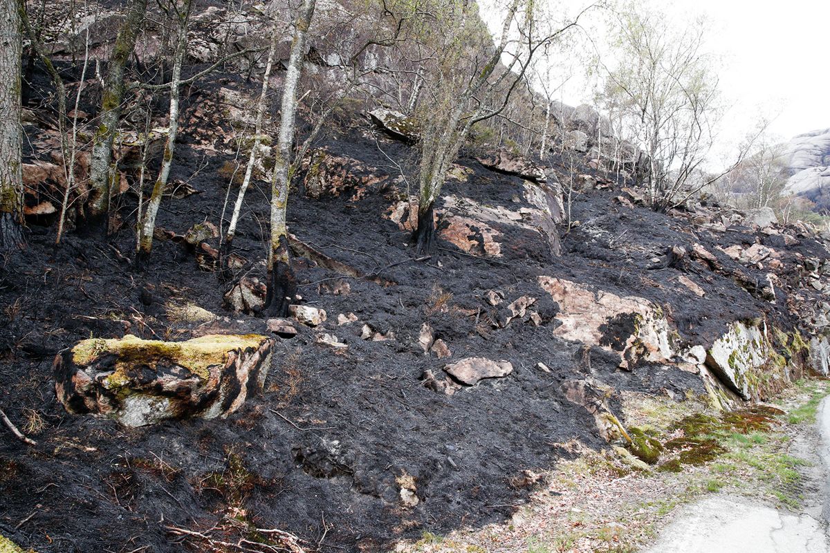 Store områder er svidd av etter skogbrannen i Sokndal kommune i Rogaland. Foto: Terje Pedersen / NTB scanpix