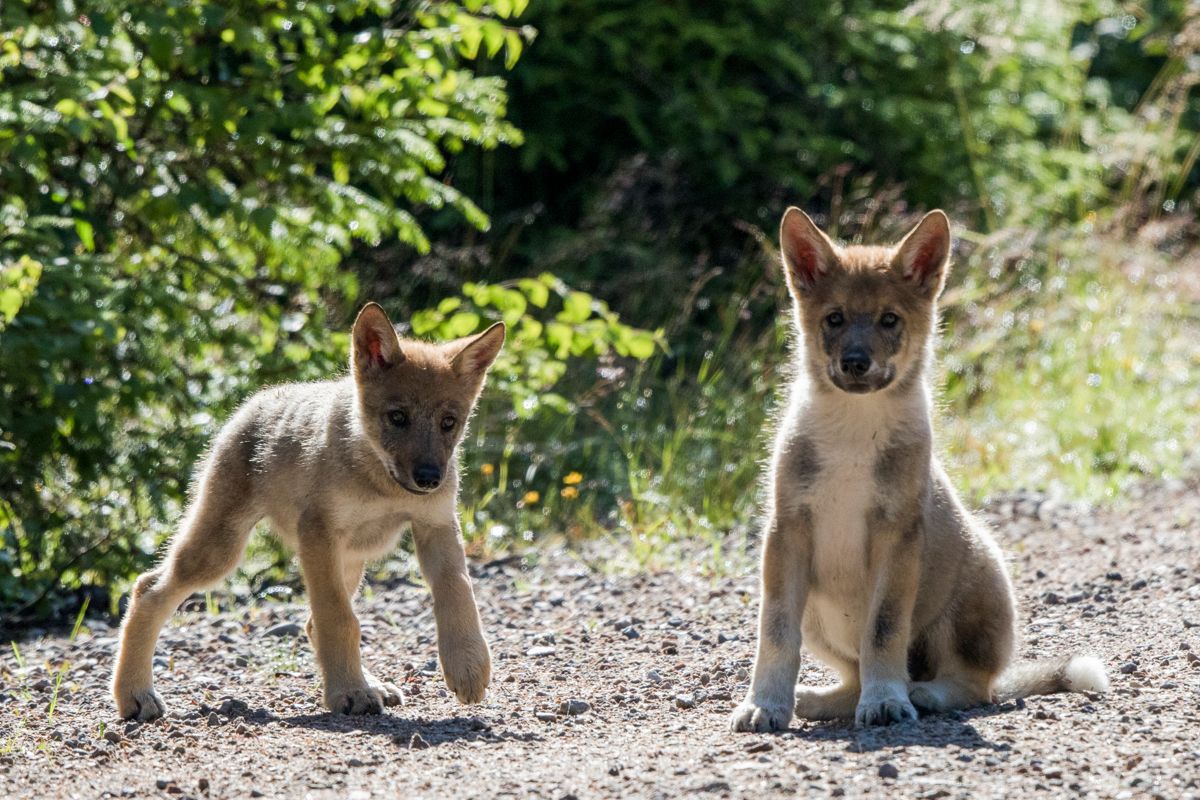 Disse ulvevalpene ble observert i Elverum kommune i 2017. Foto: Terje Håheim / NTB scanpix