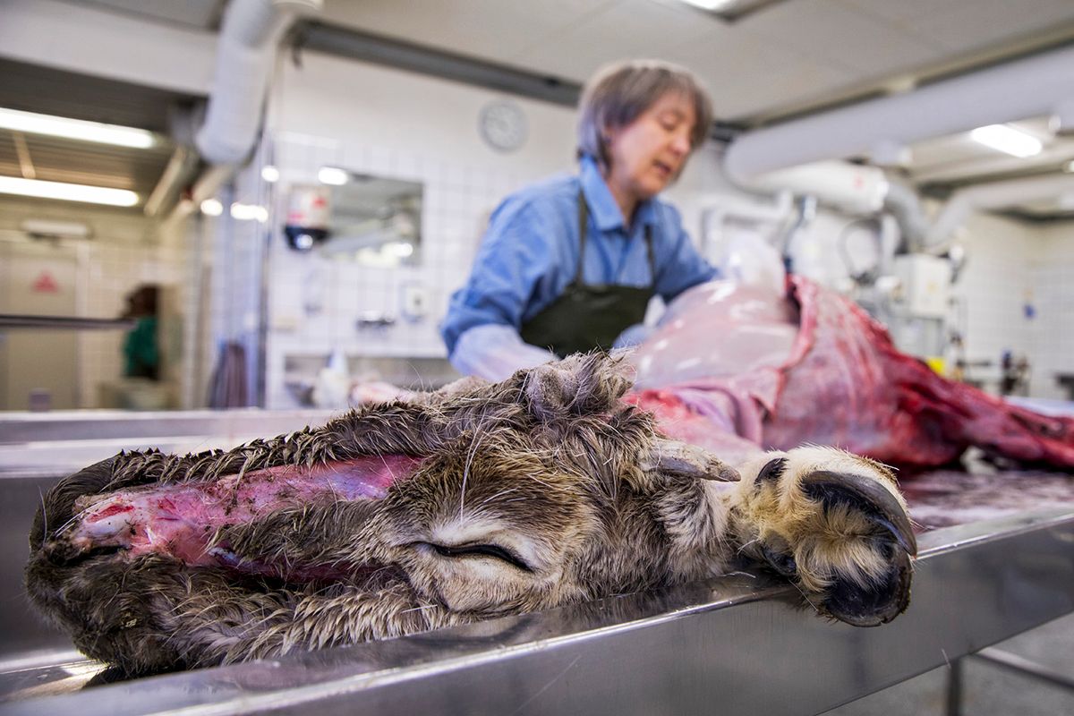 Viltpatolog Turid Vikøren på Veterinærinstituttet obduserer et reinsdyr man mistenkte kunne være smittet av den fryktede skrantesyken. Simla ble skutt på Nordfjella, et område hvor det tidligere er påvist skrantesyke blant villreinen. Mattilsynet går inn for å avlive samtlige av villreinen i området for å forhindre smitte til tamrein. Foto: Tore Meek / NTB scanpix