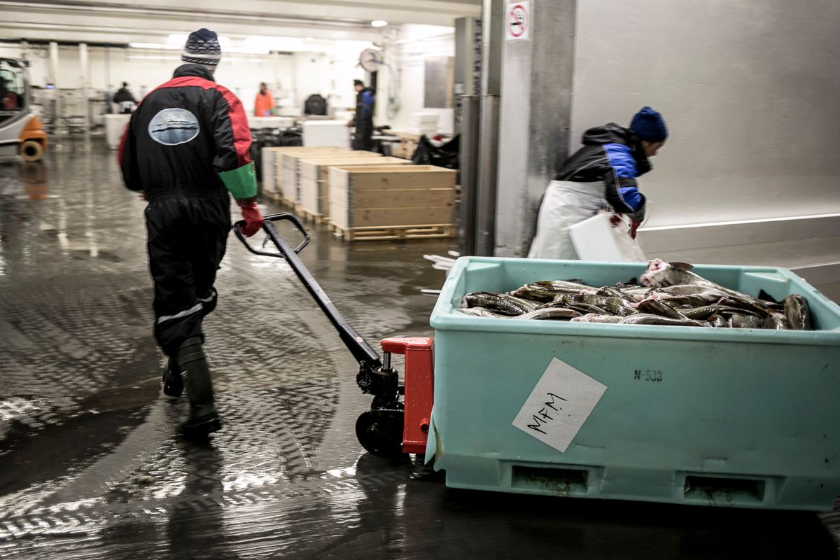 Svært få går lenge på sosialhjelp i Øksnes, som forsøker å kvalifisere flest mulig til arbeidslivet. Bildet er fra Myre fiskemottak. Arkivbilde: Magnus K. Bjørke